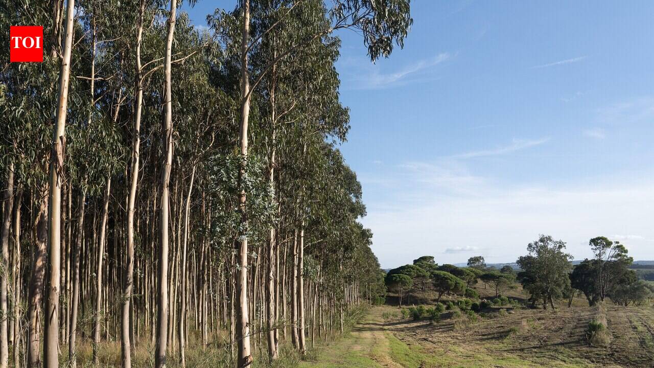 Portugal in the 20th century planted millions of Australian eucalyptus trees for paper production, but today scientists say the forests fuel larger wildfires and support far less native wildlife