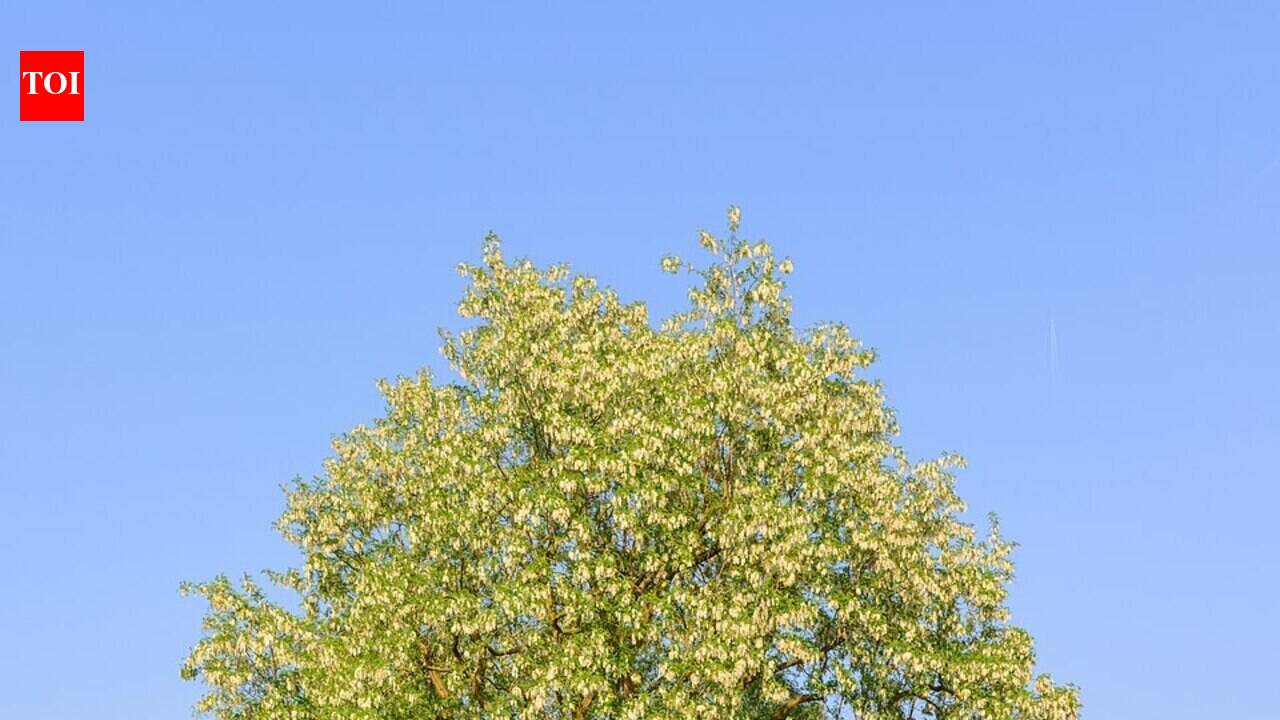 Hungary spent decades planting millions of black locust trees to stabilise degraded land, but scientists now say they are spreading into protected grasslands and crowding out hundreds of native plant