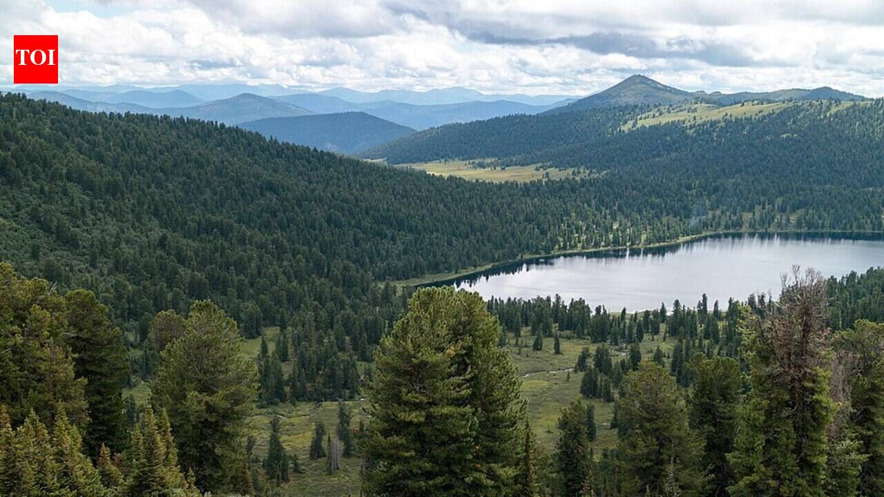 Canada and Siberia are turning the boreal forest younger, but a new pan-Arctic map shows most of it is still mature and crucial for carbon storage