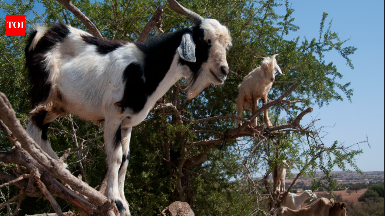 Why do goats climb trees in Morocco: The surprising science behind their forest-saving habit