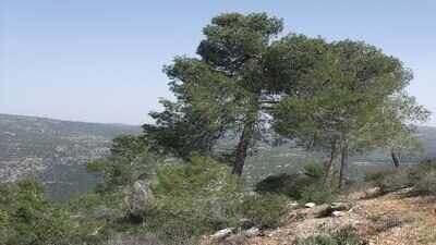 Israel in the early 1900s planted millions of pine trees to green barren hills, but ecologists later found many native Mediterranean habitats had disappeared beneath them