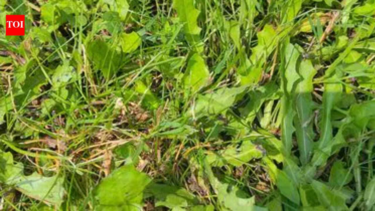 Optical illusion challenge: Can you spot the hidden grasshopper before time runs out?
