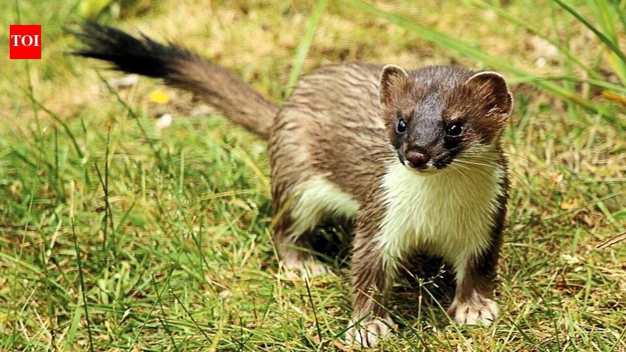 How the Introduction of Stoats in New Zealand Led to Native Bird Extinctions