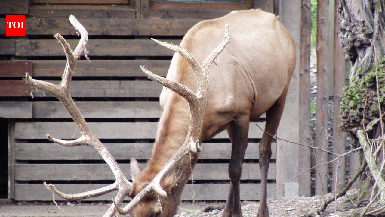 Elk, not bears, were behind most aggressive wildlife encounters in Canadian parks, and campground incidents made the risk jump sharply for visitors