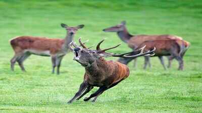 A virus that reached Spain in 2022 is hitting red deer hard, and the first pathology study shows brain, lung and kidney damage across Europe