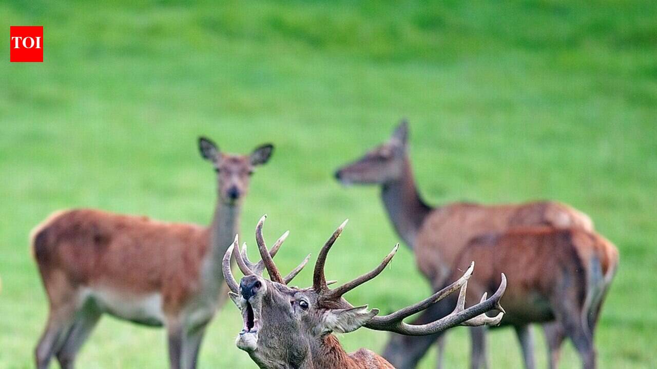 A virus that reached Spain in 2022 is hitting red deer hard, and the first pathology study shows brain, lung and kidney damage across Europe