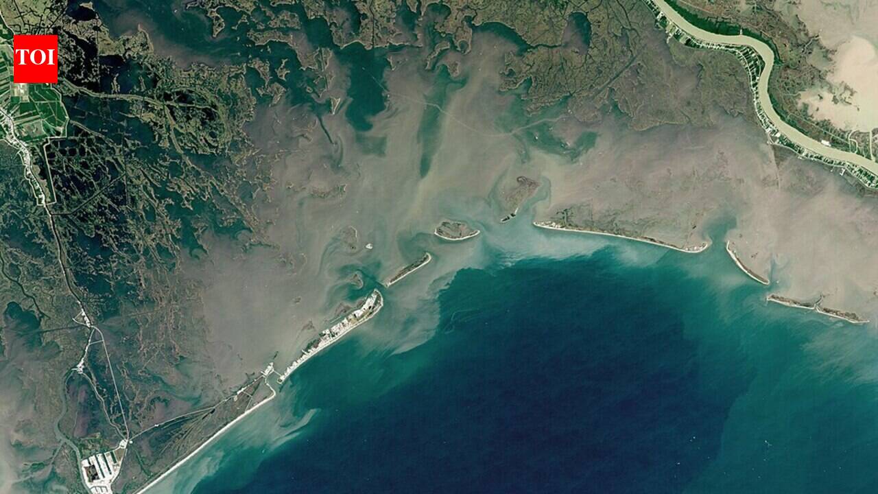 Louisiana's coastal marshes may lose their highest plant communities within 50 years, because flooding and salt are reshaping the shoreline from the ground up