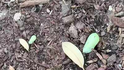 Woman spots a strange green lump in her garden—What she discovers next leaves nature lovers amazed