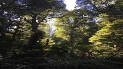 Australia’s alpine ash forests could shrink 65% in 100 years, but the biggest clue is that young trees may seed far earlier than scientists assumed