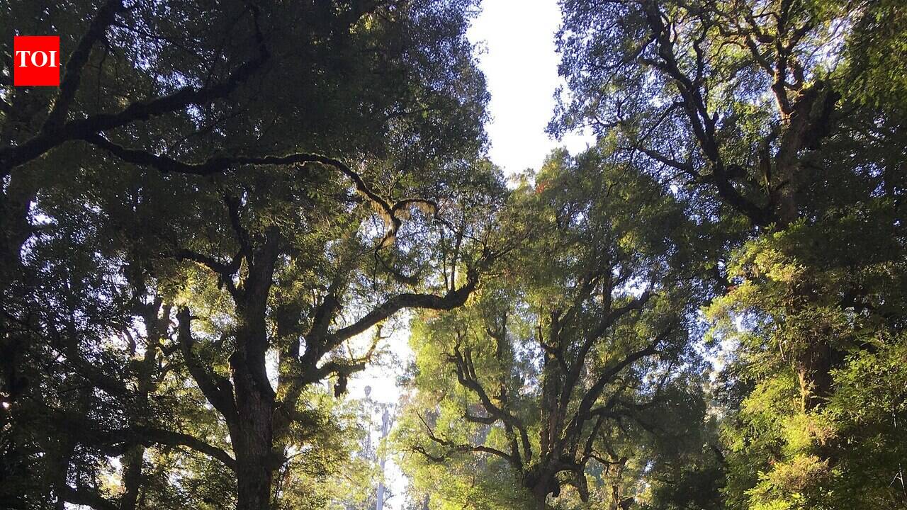 Australia’s alpine ash forests could shrink 65% in 100 years, but the biggest clue is that young trees may seed far earlier than scientists assumed