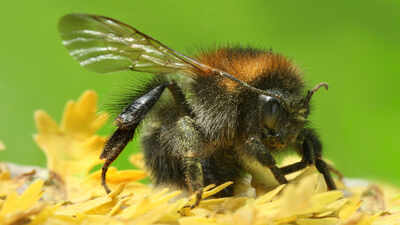 Bumblebees near Helsinki changed fast over 19 years, with more species and warmer-climate visitors, and scientists say climate may matter more than urban growth