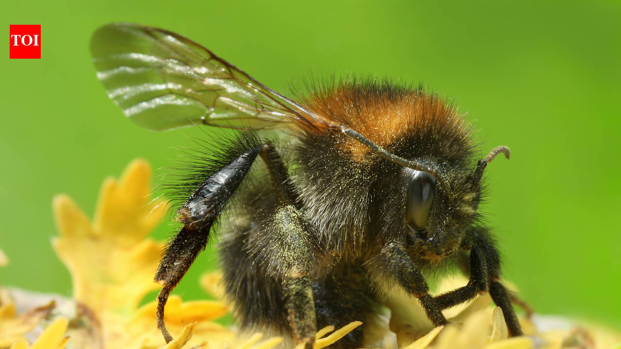 Bumblebees near Helsinki changed fast over 19 years, with more species and warmer-climate visitors, and scientists say climate may matter more than urban growth