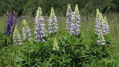An invasive lupine in Poland’s mountain grasslands is nudging native plants to grow taller, grow thinner leaves, and trade stress defense for speed