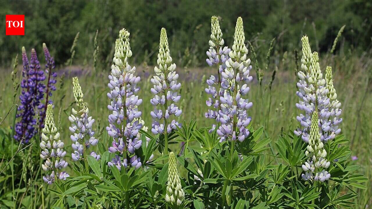 An invasive lupine in Poland’s mountain grasslands is nudging native plants to grow taller, grow thinner leaves, and trade stress defense for speed