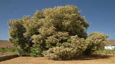 The United States in the 1800s planted thousands of tamarisk trees to stabilise riverbanks, but scientists now say they have spread across the American West, replacing native cottonwood forests and reshaping entire river ecosystems
