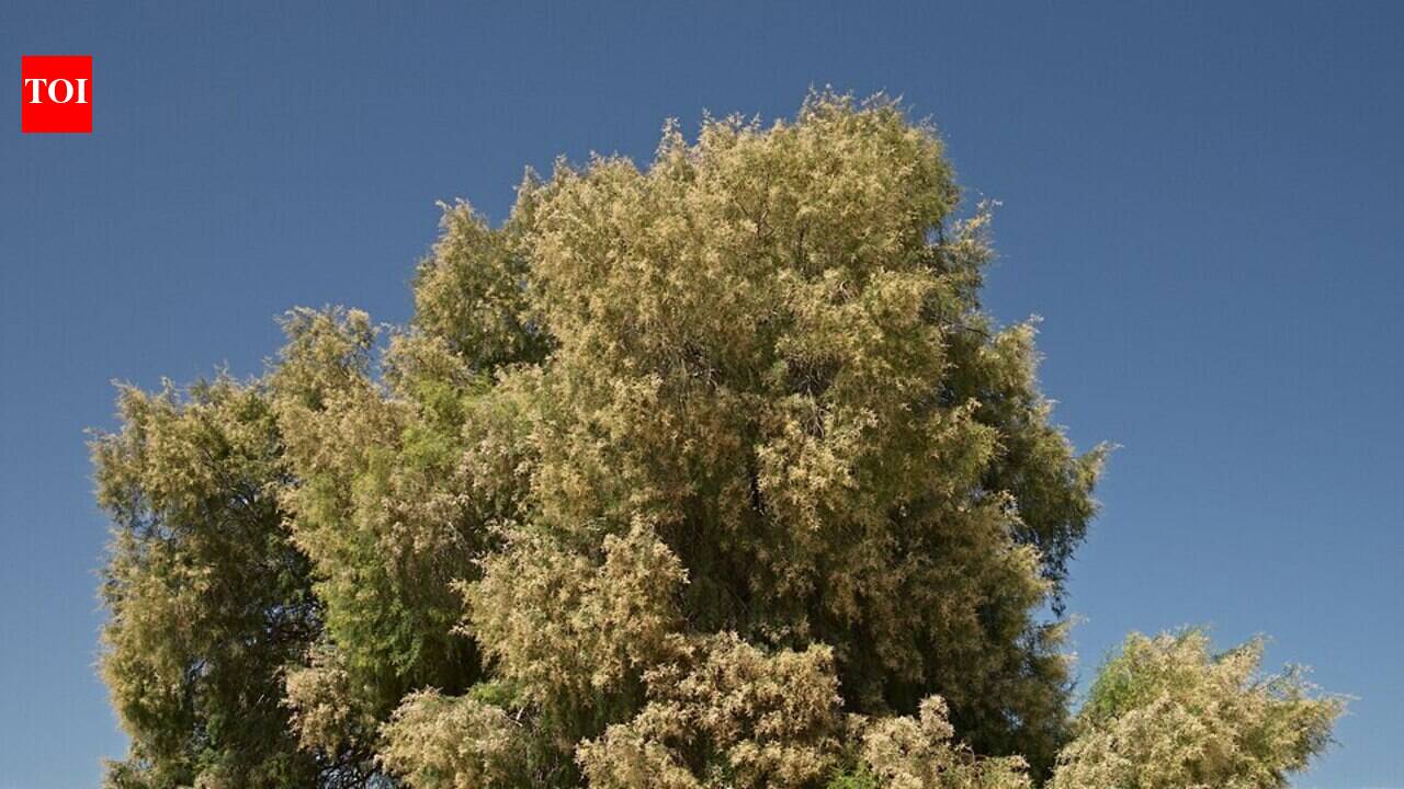 The United States in the 1800s planted thousands of tamarisk trees to stabilise riverbanks, but scientists now say they have spread across the American West, replacing native cottonwood forests and reshaping entire river ecosystems