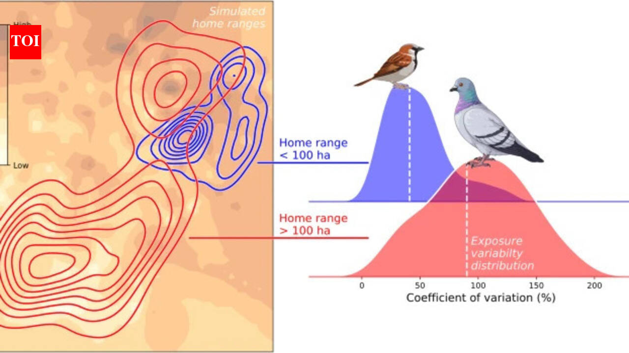 Scientists find in a review of 44 studies that birds that roam farther show more uneven lead exposure, with ground-foraging species appearing most affected