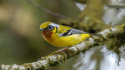 Colourful birds are more likely to vanish, and a global study of 4,334 passerines says the risk is strongest in Indomalaya, Australasia, and the pet trade's shadow