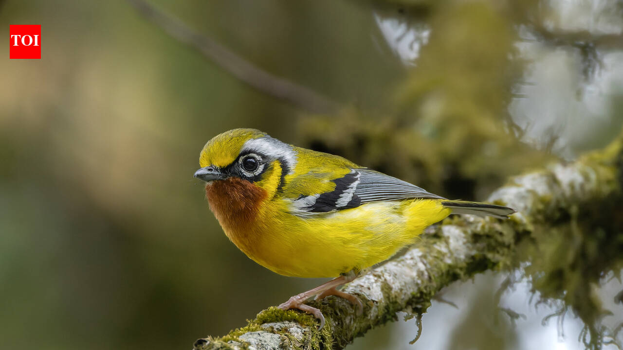 Colourful birds are more likely to vanish, and a global study of 4,334 passerines says the risk is strongest in Indomalaya, Australasia, and the pet trade's shadow