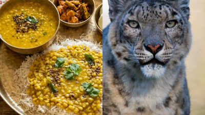 How this Himalayan herb used in Dal Bhat Thali is saving Nepal's snow leopards