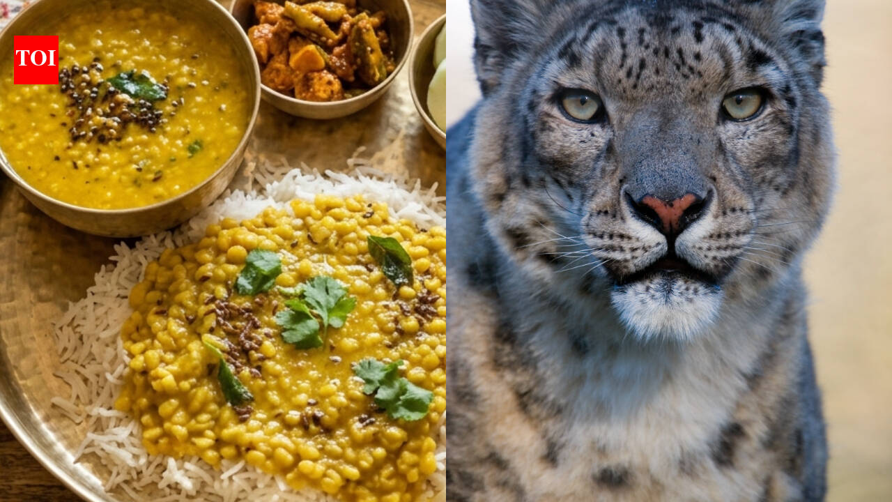 How this Himalayan herb used in Dal Bhat Thali is saving Nepal's snow leopards
