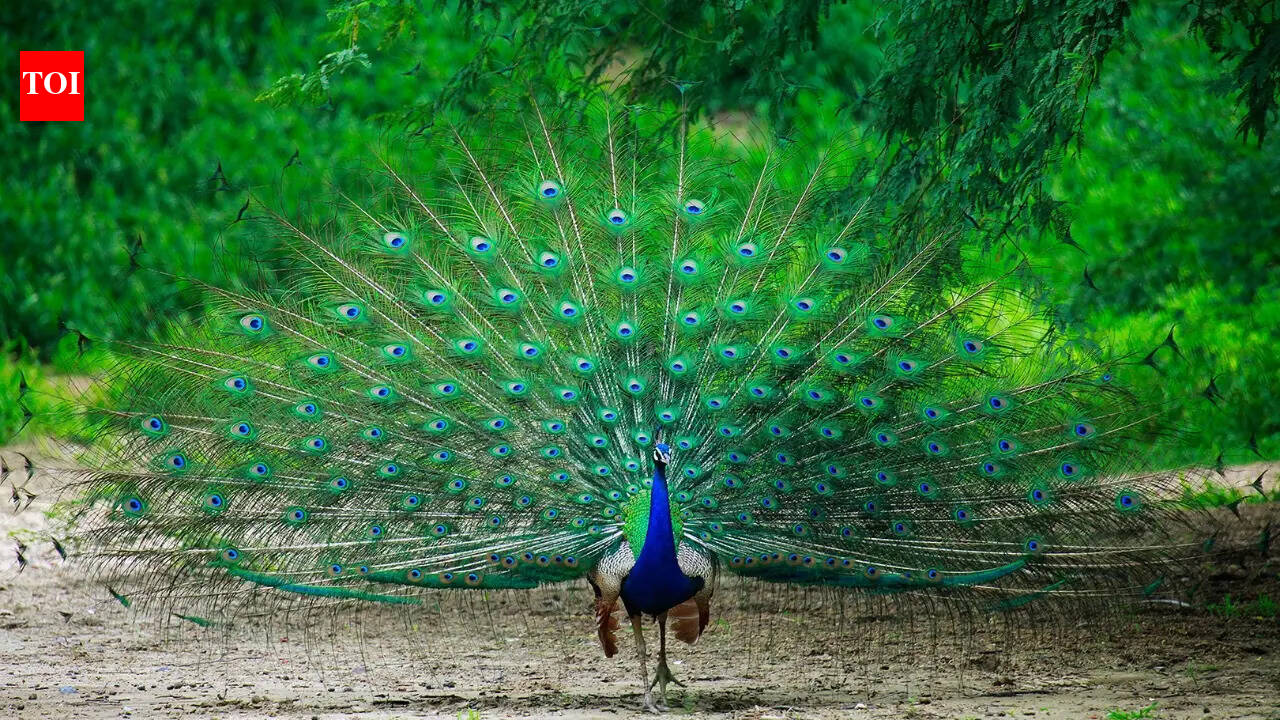 Monsoon is here: 7 fascinating birds closely linked to India's rainy season, and where to find them