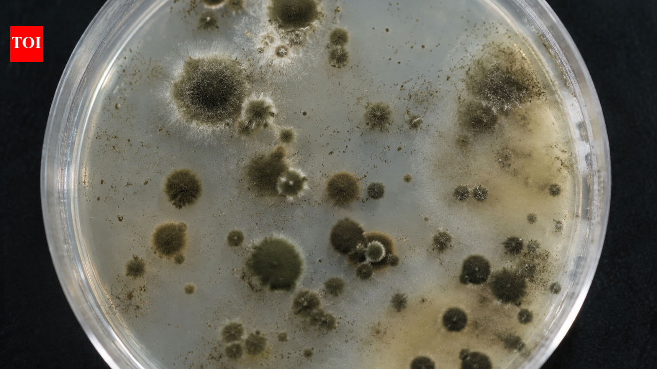 How Chornobyl's mysterious fungus could change medicine and future space missions