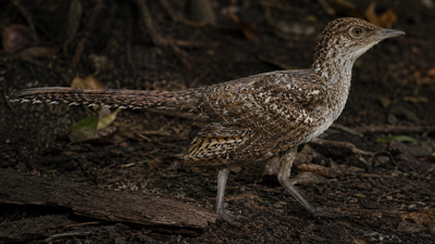 Scientists discover 149-million-year-old world's smallest long-tailed bird fossil revealing how modern birds evolved
