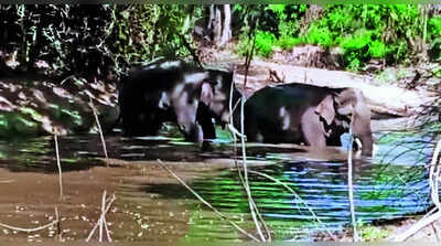 Chhattisgarh villagers held for pelting stones, bursting crackers at elephants after viral video