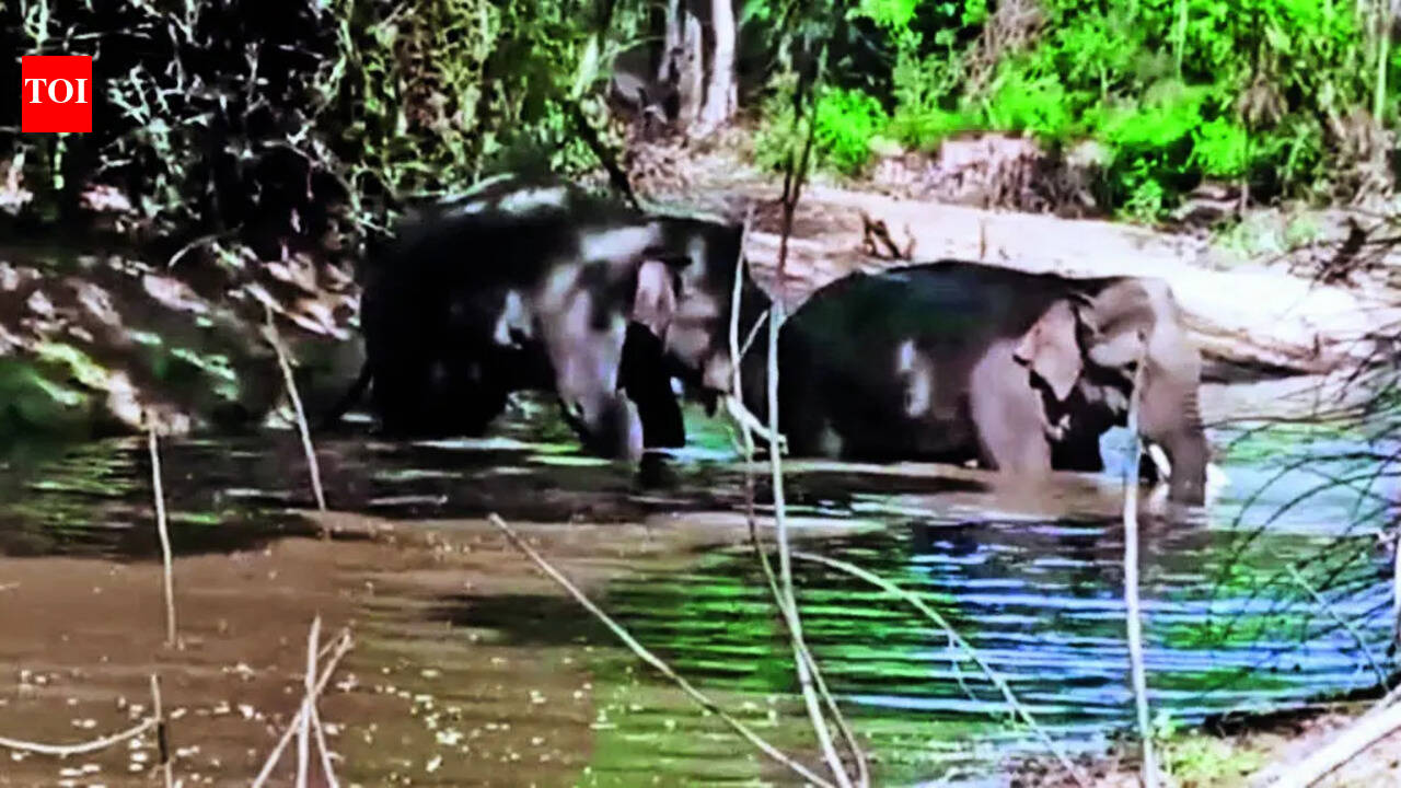 Chhattisgarh villagers held for pelting stones, bursting crackers at elephants after viral video