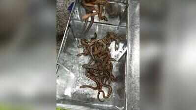 Hundreds of exotic, Indian reptiles seized at airport