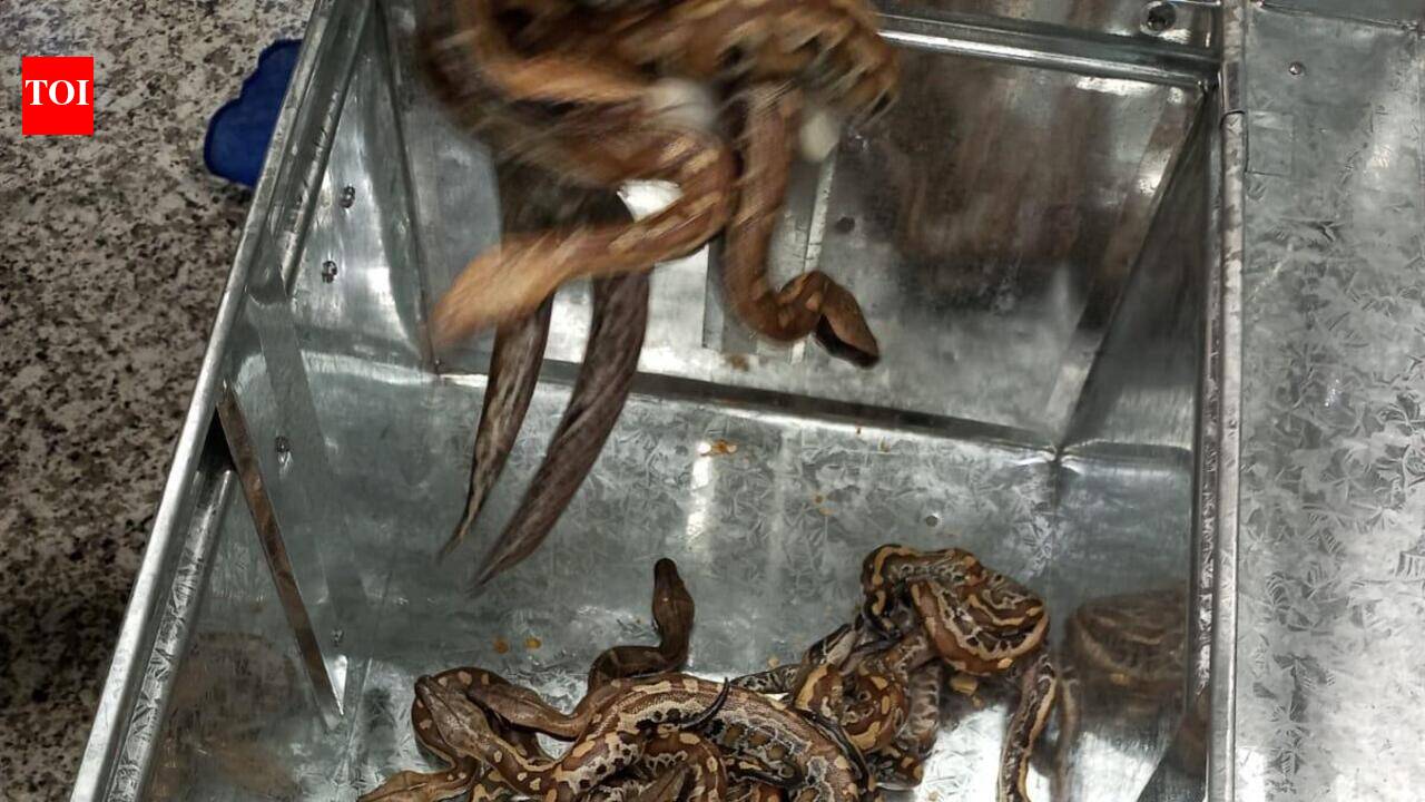 Hundreds of exotic, Indian reptiles seized at airport