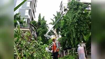 BMC inquiry panel inspects Chembur tree crash site to see if roadwork weakened roots