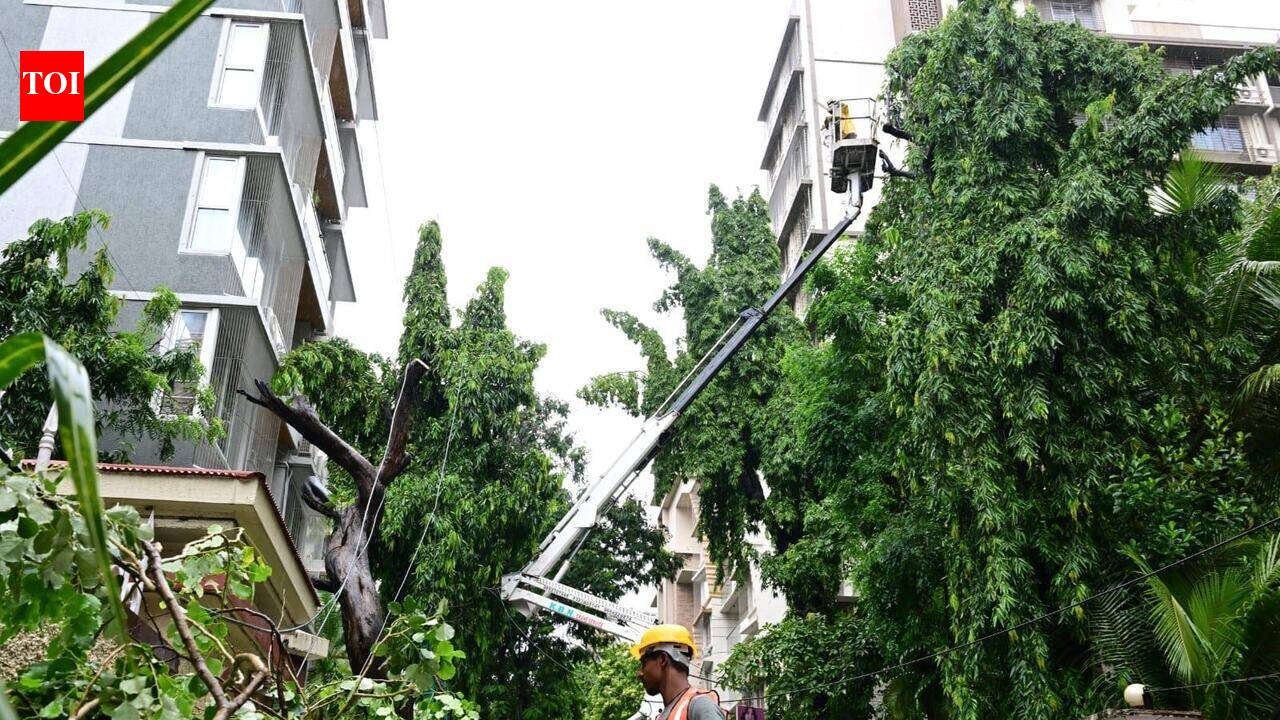 BMC inquiry panel inspects Chembur tree crash site to see if roadwork weakened roots