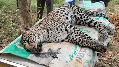 Rare leopard death triggers Canine Distemper Virus alert in Haryana's Kalesar National Park