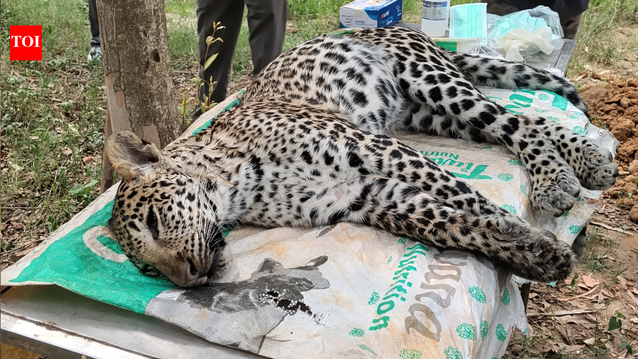Rare leopard death triggers Canine Distemper Virus alert in Haryana's Kalesar National Park