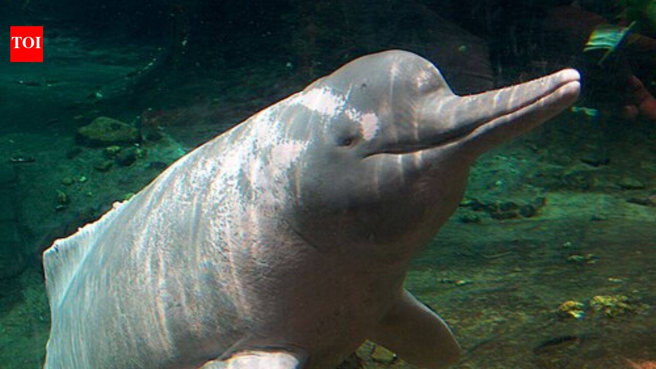 Why are Amazon river dolphins pink: Here's the surprising science behind their unusual colour