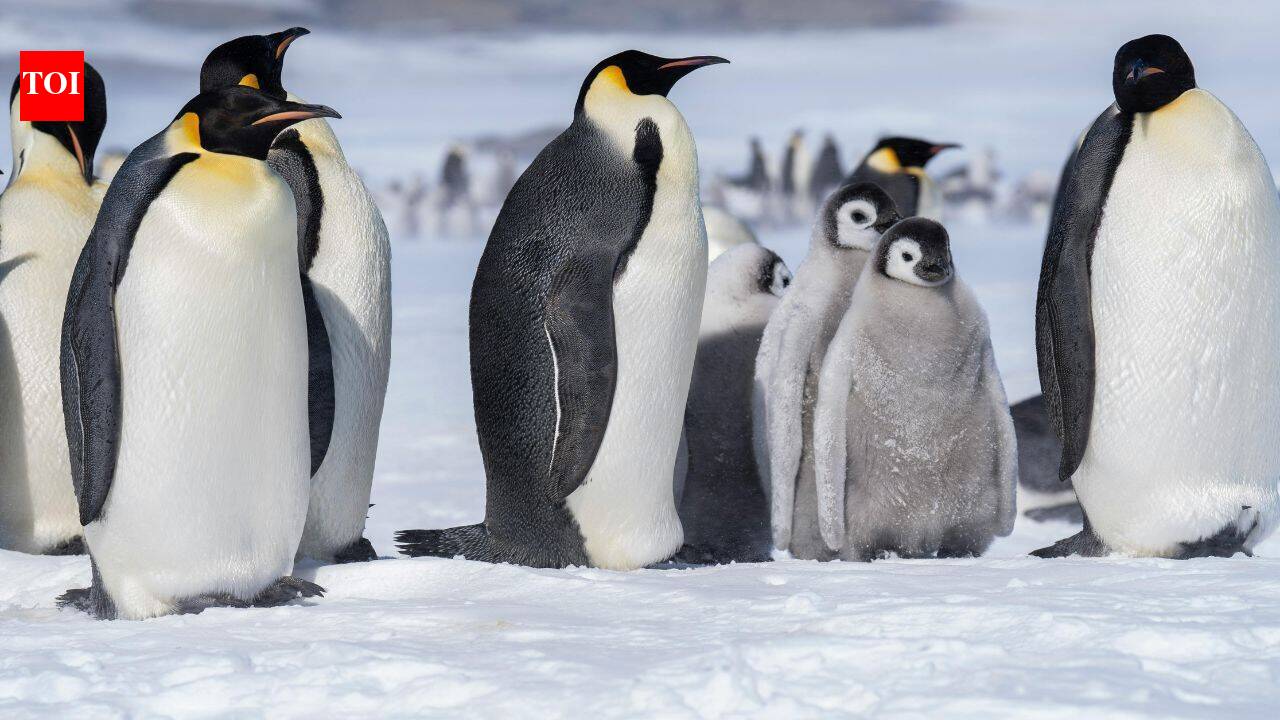 Why penguins give pebbles as gifts to their mates and what they really mean