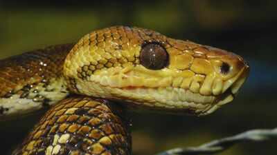 This snake weighing 1100kgs, as long as a small plane was the ultimate prehistoric mega-predator of the Amazon rainforest