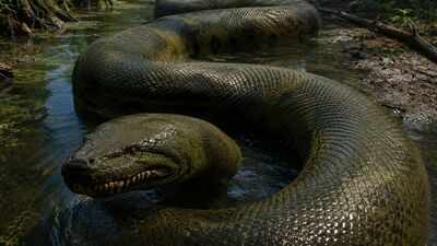 This snake weighing 1100kgs, as long as a small plane was the ultimate prehistoric mega-predator of the Amazon rainforest