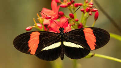 Scientists found tropical butterflies that can live nearly a year and show little sign of ageing; here’s why they may matter for longevity research