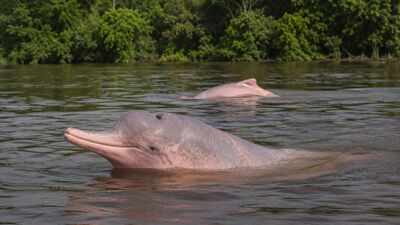 Why are Amazon river dolphins pink: Here's the surprising science behind their unusual colour