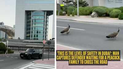 'This is the level of safety in Dubai': Man captures Defender waiting for a peacock family to cross the road