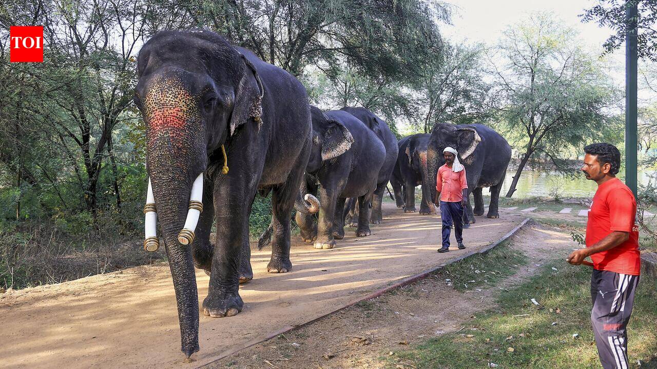 HC summons PCCF over elephant welfare at Hathi Gaon