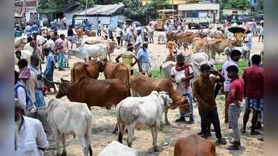 Sambhajinagar police compile database of repeat bovine slaughter offenders, MCOCA to follow fresh violations