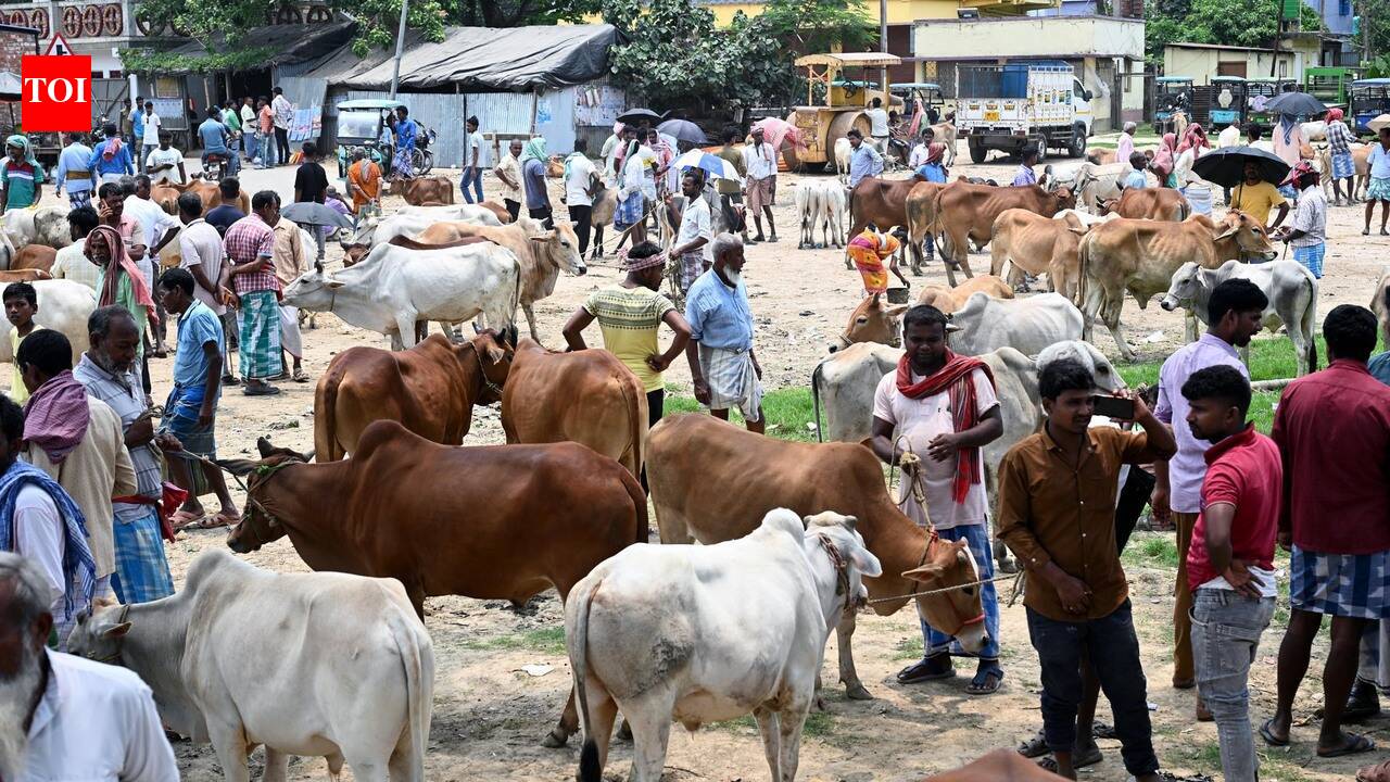Sambhajinagar police compile database of repeat bovine slaughter offenders, MCOCA to follow fresh violations