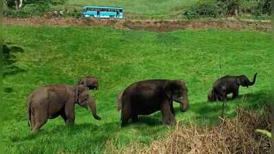 Keralam calling: IRCTC launches Rs 49,000 flight tour package from Ahmedabad