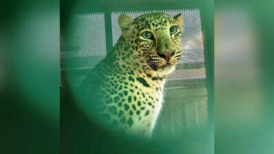 Leopard trapped inside bathroom in Solan, rescued