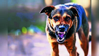 Migrant labourer mauled to death by stray dogs in Jagraon village