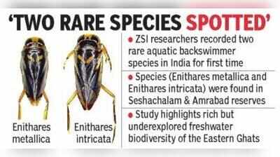 ZSI team records two rare aquatic water bugs new to India